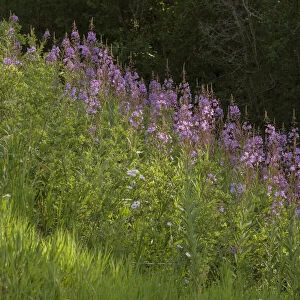 USA, Colorado, Gunnison National Forest. Fireweed flowers
