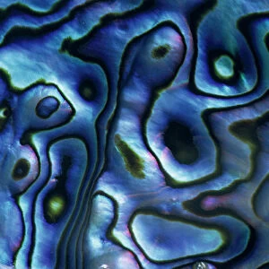 USA, Colorado, Lafayette. Abalone shell close-up