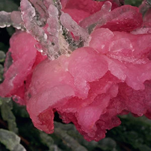 USA, Colorado, Lafayette. Ice on pink rose. Credit as: Marie Bush / Jaynes Gallery / DanitaDelimont