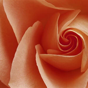 USA, Colorado, Lafayette. Peach rose close-up