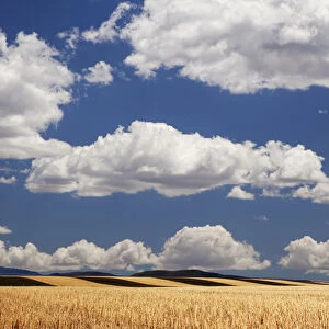 USA, Colorado. Landscape of wheat fields in western part of state