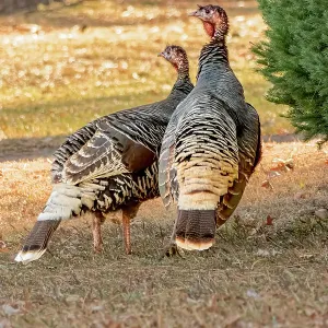 USA, Colorado, Loveland. Two female turkeys. Credit as Fred Lord / Jaynes Gallery / DanitaDelimont.com USA, Colorado, Loveland. Two female turkeys. Credit as Fred Lord / Jaynes Gallery / DanitaDelimont.com