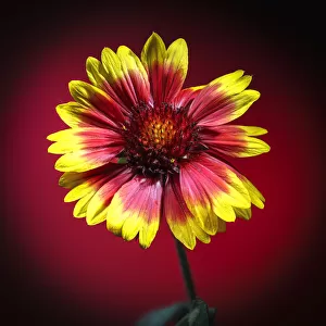 USA, Colorado, Loveland. Gaillardia flower close-up