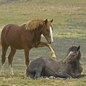USA, Colorado, Moffat County. Young wild horse puts hoof an a reclining horse. Credit as