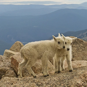 USA, Colorado, Mount Evans. Mountain goat kids on rock