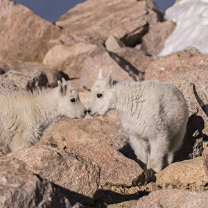 USA, Colorado, Mt. Evans. Mountain goat kids greeting. Credit as
