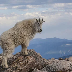 USA, Colorado, Mt. Evans. Mountain goat stands against sky