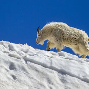 USA, Colorado, Mt. Evans. Mountain goat walks on summer snow