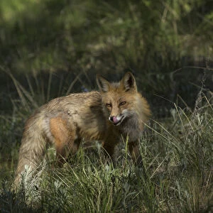 USA, Colorado, Pike National Forest. Red fox in meadow