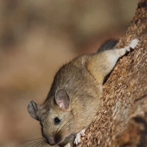 USA, Colorado, Pike National Forest. Bushy-tailed woodrat or packrat clings to the