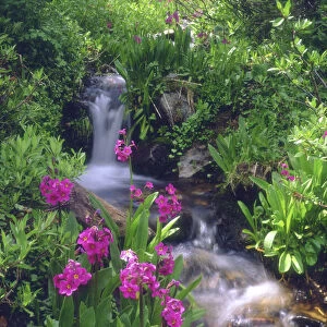 USA, Colorado, Rocky Mountains, Wildflowers along a flowing stream in an alpine meadow