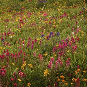 USA, Colorado, San Juan Mountains. Field of wildflowers amid tundra