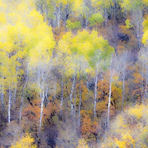 USA, Colorado, San Juan Mts. Yellow and orange fall aspens in Gunnison National forest