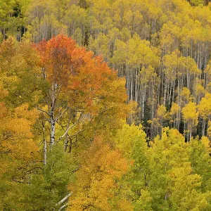 USA, Colorado, San Juan National Forest. Autumn-colored aspen forest. ©Don Grall / Jaynes Gallery / DanitaDelimont.com USA, Colorado, San Juan National Forest. Autumn-colored aspen forest. ©Don Grall / Jaynes Gallery / DanitaDelimont.com