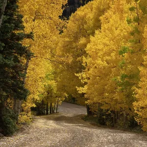 USA, Colorado, San Juan National Forest. Road through forest in autumn. ©Don Grall / Jaynes Gallery / DanitaDelimont.com USA, Colorado, San Juan National Forest. Road through forest in autumn. ©Don Grall / Jaynes Gallery / DanitaDelimont.com