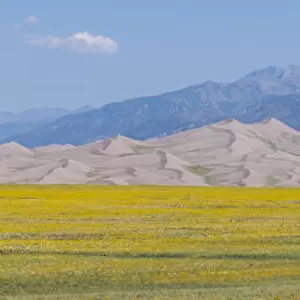 USA, Colorado, San Luis Valley, Great Sand Dunes National Park. Wild sunflowers with Sangre de Cristo mountain range in the distance