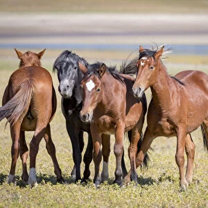 USA, Colorado, San Luis. Wild horse adults. Credit as: Fred Lord / Jaynes Gallery / DanitaDelimont