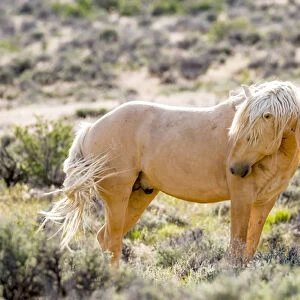 USA, Colorado, Sand Wash Basin. Close-up of wild horse