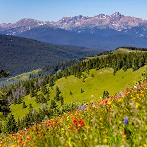 USA, Colorado, Shrine Pass, Vail. Wildflowers on mountain landscape