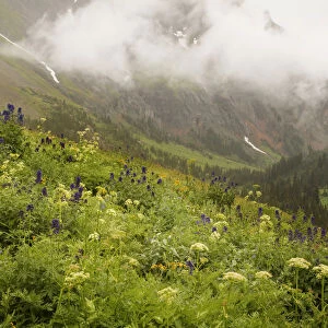 USA, Colorado, Sneffels Range. Mountainside flowers overlooking Yankee Boy Basin. Credit as