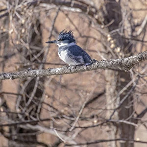USA, Colorado, Timnath. Adult male belted kingfisher in tree
