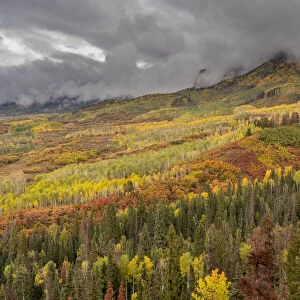 USA, Colorado, Uncompahgre National Forest. Autumn-colored forest and rain clouds