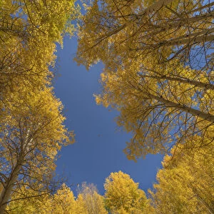 USA, Colorado, Uncompahgre National Forest. Aspen tree grove in fall color