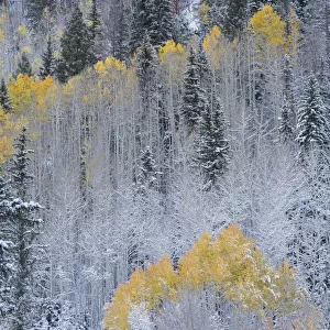 USA, Colorado, Uncompahgre National Forest. Fresh autumn snow on aspens and evergreens