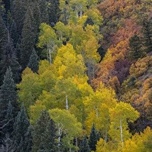 USA, Colorado, Uncompahgre National Forest. Overview of aspen and Gambels oak trees in ravine
