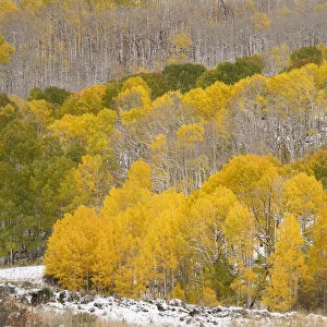USA, Colorado, Uncompahgre National Forest. Fresh snow and autumn colors on forest