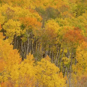 USA, Colorado, Uncompahgre National Forest. Autumn forest landscape. ©Don Grall / Jaynes Gallery / DanitaDelimont.com USA, Colorado, Uncompahgre National Forest. Autumn forest landscape. ©Don Grall / Jaynes Gallery / DanitaDelimont.com