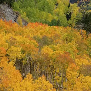 USA, Colorado, Uncompahgre National Forest. Autumn forest landscape. ©Don Grall / Jaynes Gallery / DanitaDelimont.com USA, Colorado, Uncompahgre National Forest. Autumn forest landscape. ©Don Grall / Jaynes Gallery / DanitaDelimont.com