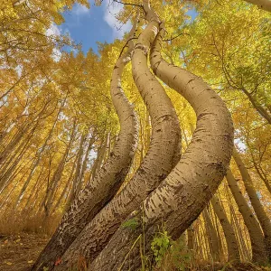 USA, Colorado, Uncompahgre National Forest. Curved aspen trees in autumn. ©Don Grall / Jaynes Gallery / DanitaDelimont.com USA, Colorado, Uncompahgre National Forest. Curved aspen trees in autumn. ©Don Grall / Jaynes Gallery / DanitaDelimont.com