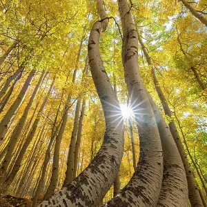 USA, Colorado, Uncompahgre National Forest. Curved aspen trees in autumn at sunrise. ©Don Grall / Jaynes Gallery / DanitaDelimont.com USA, Colorado, Uncompahgre National Forest. Curved aspen trees in autumn at sunrise. ©Don Grall / Jaynes Gallery / DanitaDelimont.com