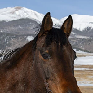 USA, Colorado, Westcliffe. Music Meadows Ranch. Bay ranch horse. (PR)