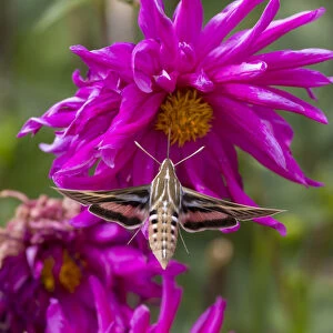 USA, Colorado. White-lined sphinx moth feeds on flower nectar