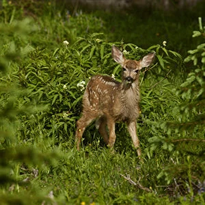 USA, Colorado, White River National Forest. View of alert mule deer fawn in forest