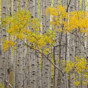USA, Colorado, White River National Forest. A stand of aspen trees in autumn color