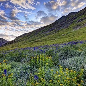 USA, Colorado. Wildflowers in American Basin in the San Juan Mountains. Credit as