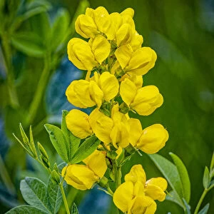 USA, Colorado, Young Gulch. Close-up of yellow banner flowers