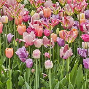 USA, Delaware, Hockessin. Tulips