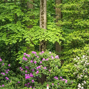 USA, Delaware. Rhododendrons and trees in a park setting