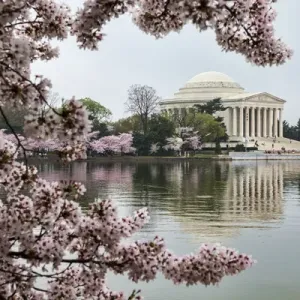 USA, District of Columbia, Washingon, Jefferson Memorial and Tidal Basin with Cherry USA, District of Columbia, Washingon, Jefferson Memorial and Tidal Basin with Cherry