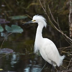 USA, FL, Everglades NP, Snowy Egret (Egretta thula)