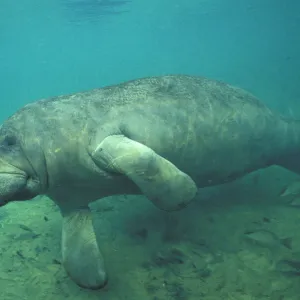 USA, FL, Manatee