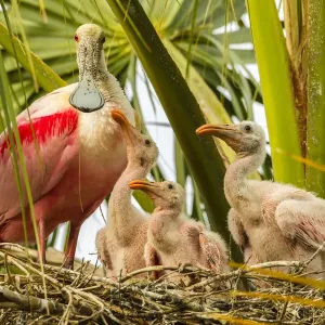 USA, Florida, Anastasia Island, Alligator Farm. Roseate spoonbill adult on nest with USA, Florida, Anastasia Island, Alligator Farm. Roseate spoonbill adult on nest with