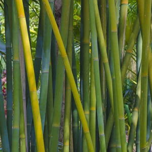 USA, Florida. Bamboo grove