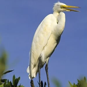 USA, Florida, Common Egret