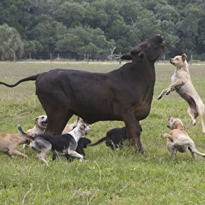 USA, Florida. Dogs trained to herd cattle confront stray cow. Credit as: Joanne Williams