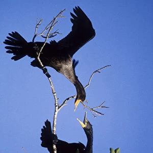 USA, Florida. Two double-crested cormorants interact in tree